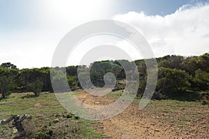 Foresta 2000 nature reserve on Marfa peninsula Malta photo