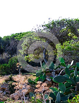 Foresta 2000 nature reserve on Marfa peninsula Malta photo