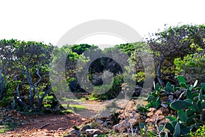 Foresta 2000 nature reserve on Marfa peninsula Malta photo