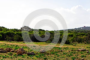 Foresta 2000 nature reserve on Marfa peninsula Malta photo