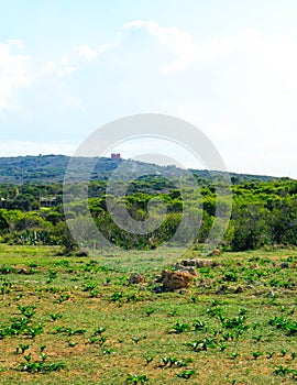 Foresta 2000 nature reserve on Marfa peninsula Malta photo