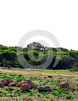 Foresta 2000 nature reserve on Marfa peninsula Malta photo