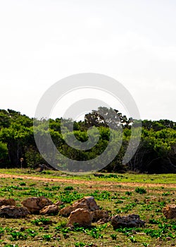 Foresta 2000 nature reserve on Marfa peninsula Malta photo