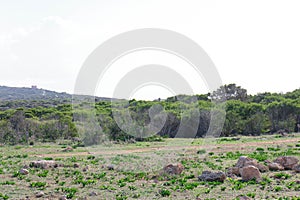 Foresta 2000 nature reserve on Marfa peninsula Malta photo