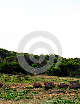 Foresta 2000 nature reserve on Marfa peninsula Malta photo