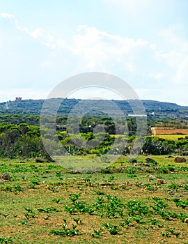 Foresta 2000 nature reserve on Marfa peninsula Malta photo