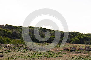 Foresta 2000 nature reserve on Marfa peninsula Malta photo