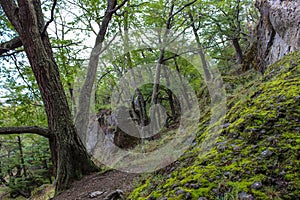 Foresta near Big Cave, Cueva del Milodon Natural Monument, Puerto Natales, Ultima Esperanza Province, Patagonia, Chile