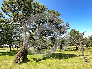 Forestal place with ancient strange trees in the grassland Fanal, Madeira photo