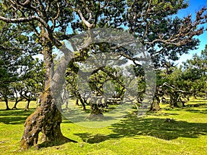 Forestal place with ancient strange trees in the grassland Fanal, Madeira photo
