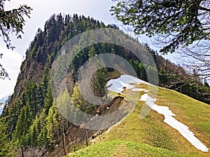 The forested alpine peak of the  Gersauerstock or Vitznauerstock peak on Rigi Mountain