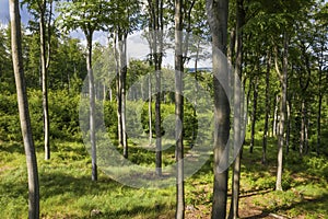 Forested area with young beech trees in spring.