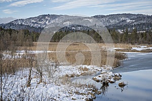 Forested hill with frozen reeds in swamp area with ice flÃ¤cje and reflection from sky