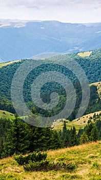 Forested hills of carpathian mountain landscape