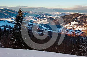 Forested hills of Carpathian mountains in winter