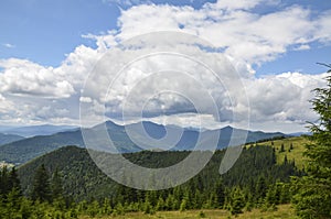 Forested hills and grassy meadow, colorful summer in the Carpathian mountains