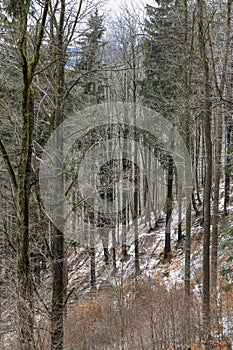 Forested hillside in the mountains, deciduous and coniferous trees.