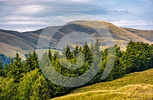 Forested hillside of Svydovets mountain ridge