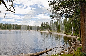 Forested lake shoreline