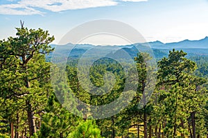 Forested Landscape in South Dakota