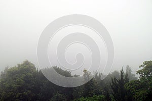 Forested mountain blur background