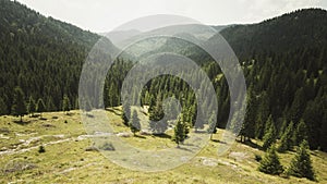 Forested mountain with pine trees