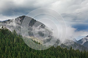 Forested mountain slope in clouds with evergreen conifers shrouded in mist. Scenic landscape view. Slovakia, Nizke Tatry