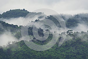 Forested mountain slope in low lying cloud with the evergreen co