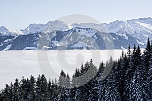 Forested mountain slope and mountain range with snow in low lying valley fog with silhouettes of evergreen conifers