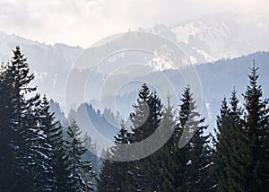 Forested mountain slopes and mountain ranges with snow and low lying valley fog with silhouettes of evergreen conifers