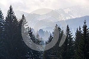 Forested mountain slopes and mountain ranges with snow and low lying valley fog with silhouettes of evergreen conifers