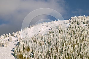 Forested mountain in Winter