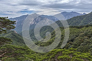 Forested mountains