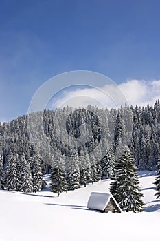 Forested mountains in winter