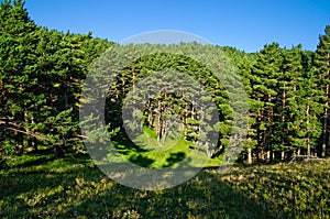 Forested mountainside