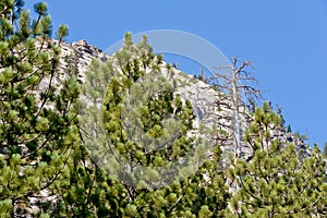 Forested mountainside photo