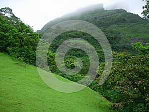 Forested mountainside photo