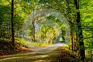 Forested Roadway, Wingham, Huron County, Ontario, Canada.