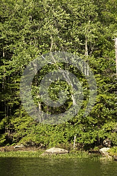 Forested shoreline of Mud Pond in Sunapee, New Hampshire.