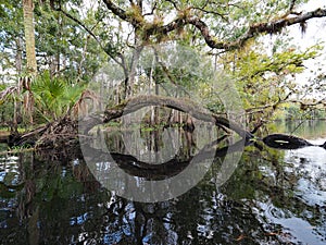 Forested shores of Fisheating Creek, Florida.