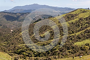 Forested valley in Coromandel Ranges