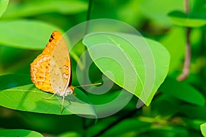 Forester butterfly perching on a leaf with antennae pointing out