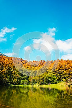 Forester canal scene over blue sky nature background