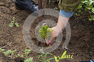 The forester grows a tree. Farmers are planting trees.