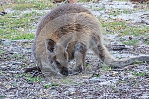 Forester Kangaroo