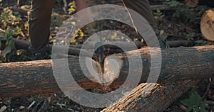 forester is limbing log along in the forest in summer evening