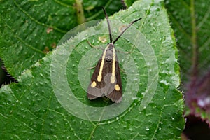 Forester moth, genus Procris or Ino is any of a group of moths in the family Zygaenidae that are closely related to the burnet mot