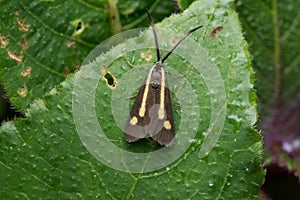 Forester Moth of Procridinae family