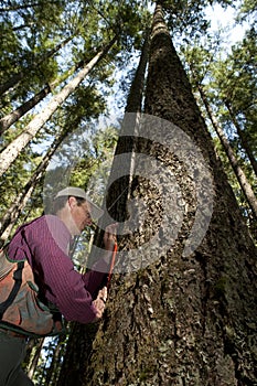 Forester in a Pacific Northwest