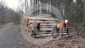 Foresters prepare tree for transportation, cut trunk. The worker uses saw.